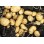 Lady Christl Seed Potatoes (First Early - 1 kg)
